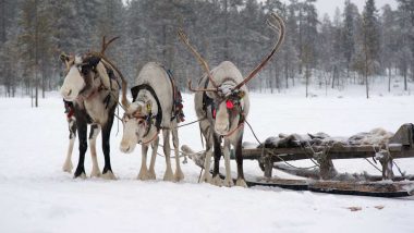 Saami Online – Level 1