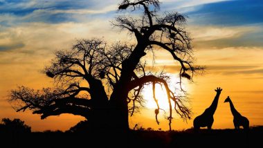Zulu Online – (Business)